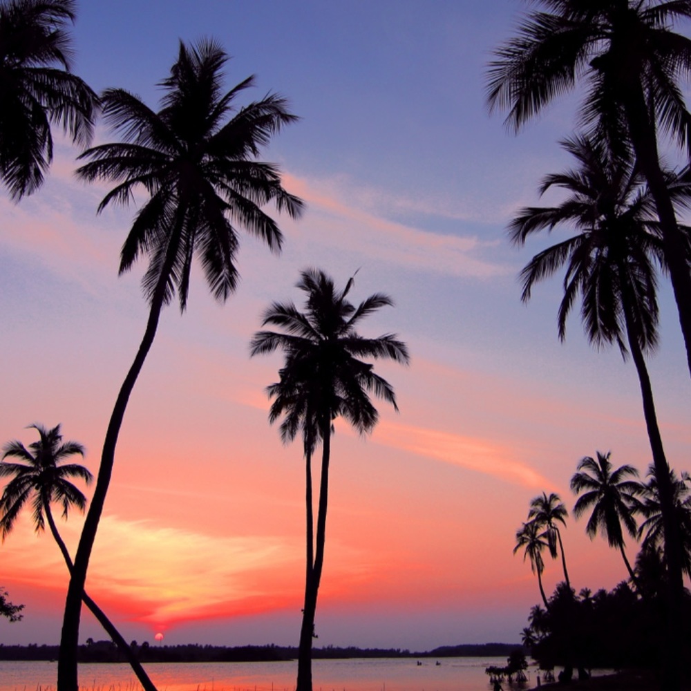 🌴